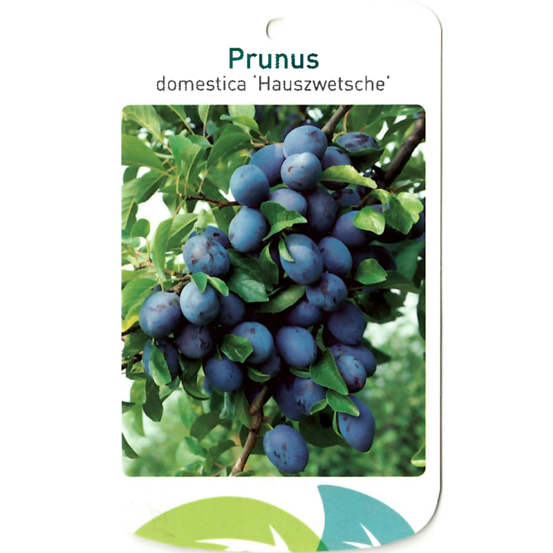 Prunus Domestica 'Hauszwetsche' |Ihr Online-Spezialist für Gartenpflanzen |  oosterik.de | Alles für Innen und Außen
